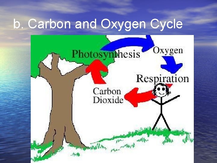 b. Carbon and Oxygen Cycle 