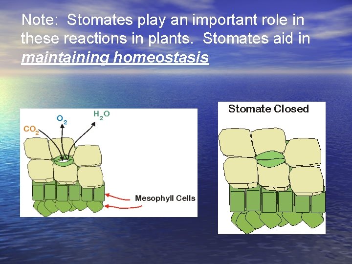 Note: Stomates play an important role in these reactions in plants. Stomates aid in