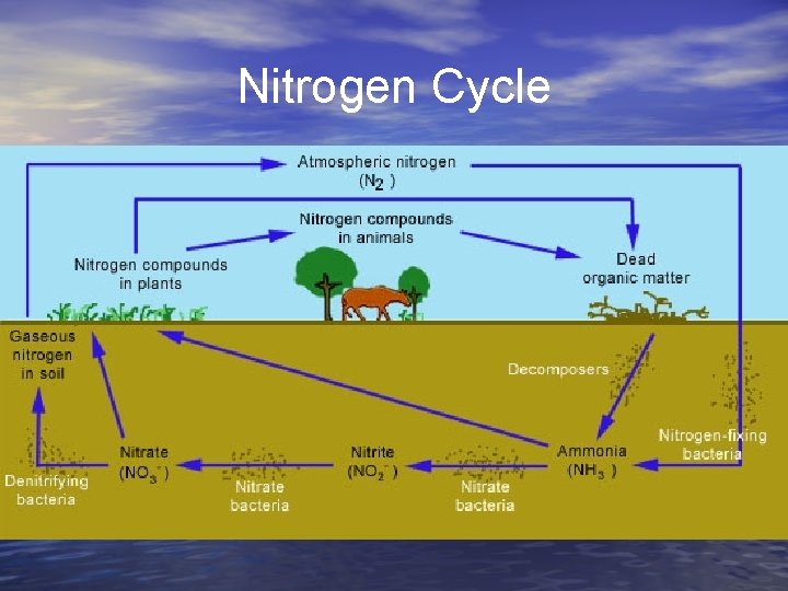 Nitrogen Cycle 