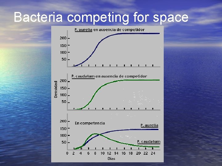 Bacteria competing for space 