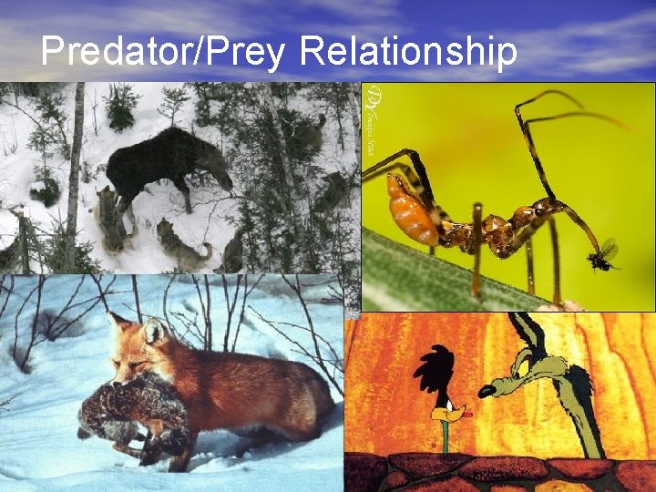 Predator/Prey Relationship 