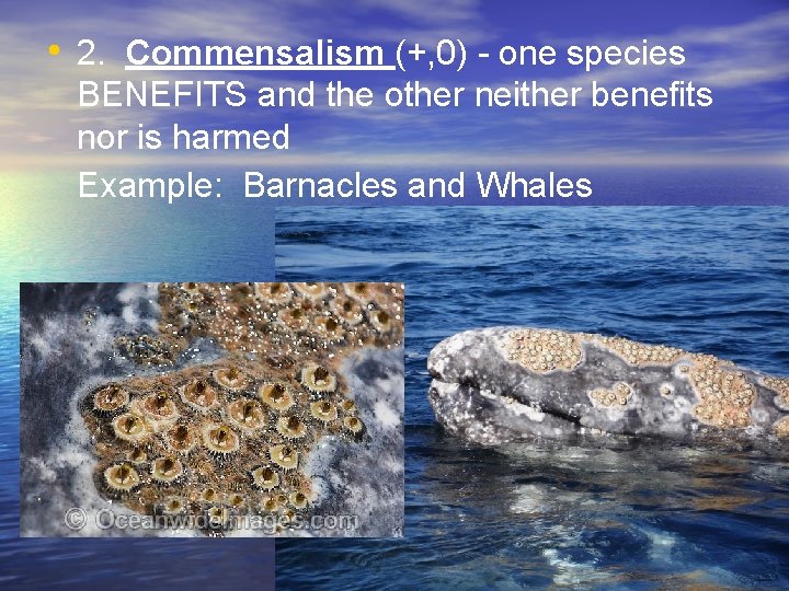  • 2. Commensalism (+, 0) - one species BENEFITS and the other neither