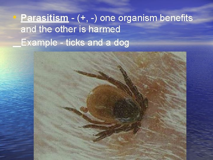  • Parasitism - (+, -) one organism benefits and the other is harmed