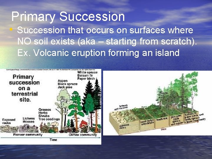 Primary Succession • Succession that occurs on surfaces where NO soil exists (aka –
