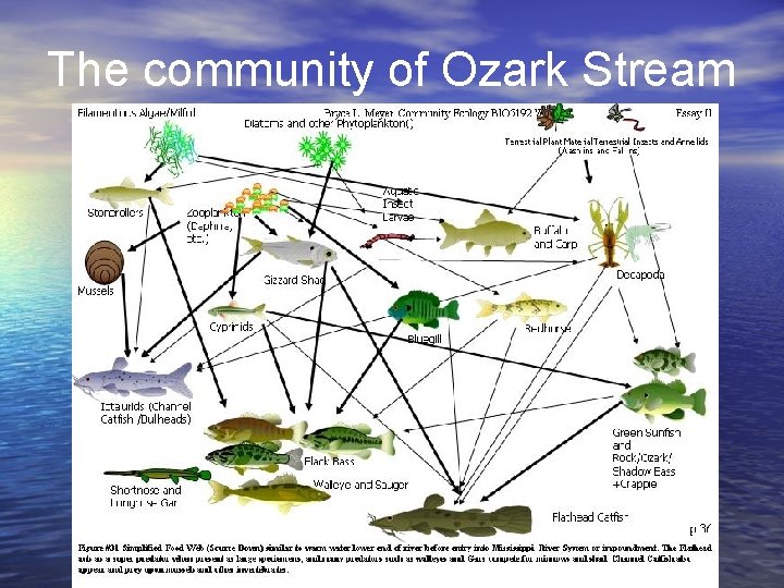 The community of Ozark Stream 