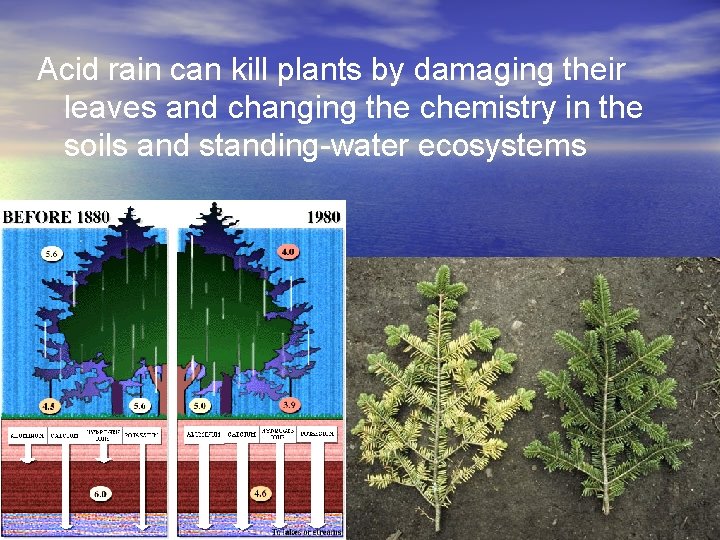 Acid rain can kill plants by damaging their leaves and changing the chemistry in