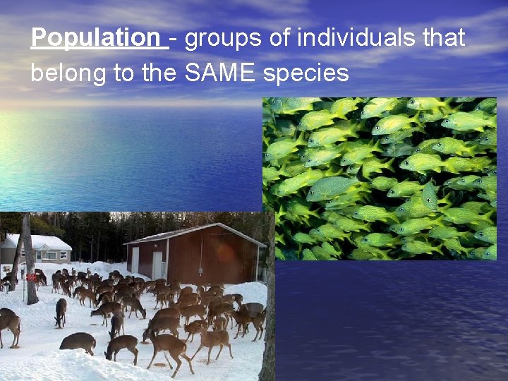 Population - groups of individuals that belong to the SAME species 