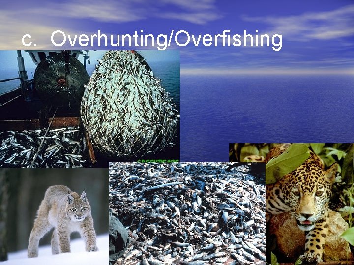 c. Overhunting/Overfishing 