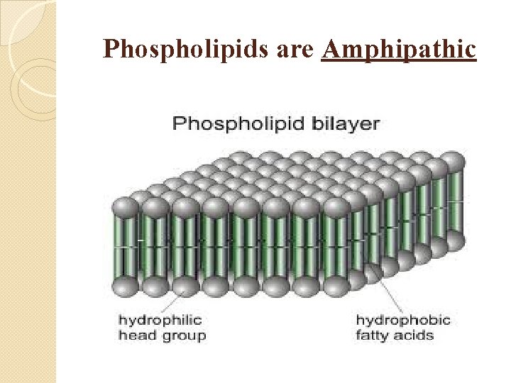 Phospholipids are Amphipathic 