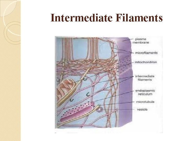 Intermediate Filaments 