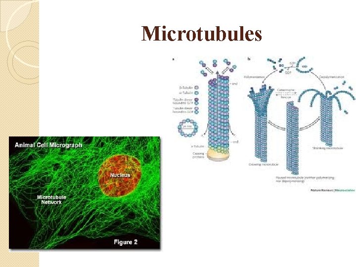 Microtubules 