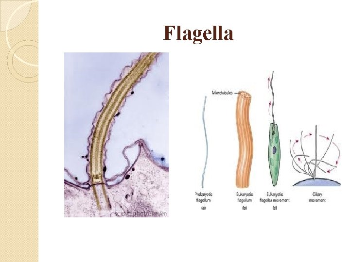 Flagella 