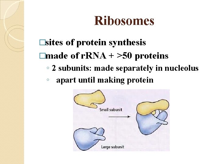 Ribosomes �sites of protein synthesis �made of r. RNA + >50 proteins ◦ 2