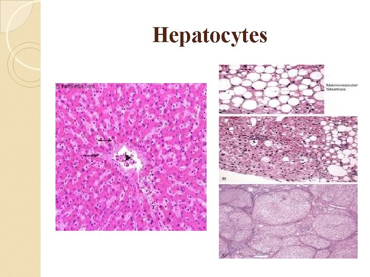 Hepatocytes 