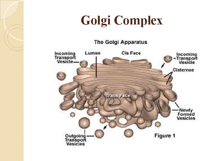 Golgi Complex 