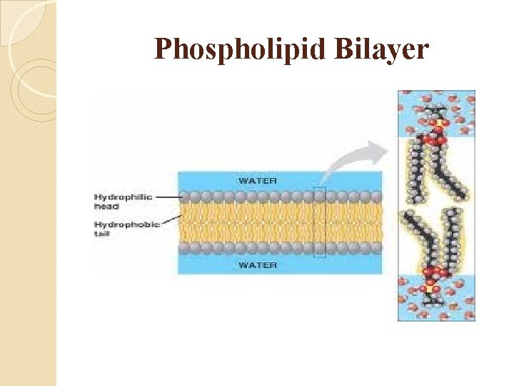 Phospholipid Bilayer 