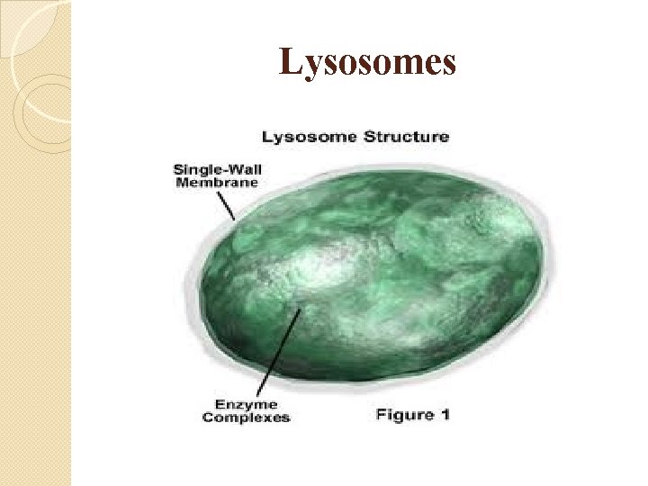 Lysosomes 