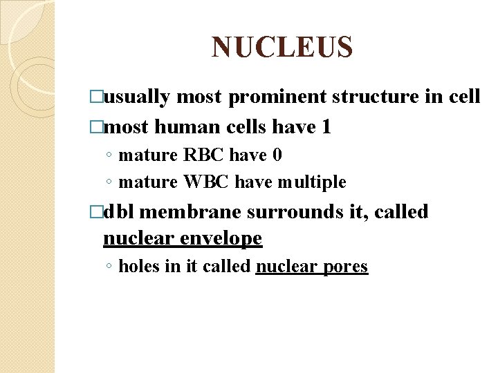 NUCLEUS �usually most prominent structure in cell �most human cells have 1 ◦ mature