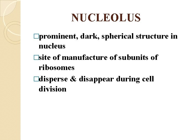 NUCLEOLUS �prominent, dark, spherical structure in nucleus �site of manufacture of subunits of ribosomes
