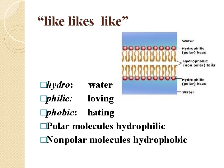 “likes like” �hydro: water �philic: loving �phobic: hating �Polar molecules hydrophilic �Nonpolar molecules hydrophobic
