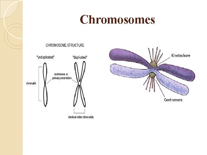 Chromosomes 