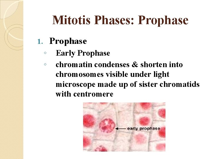 Mitotis Phases: Prophase 1. ◦ ◦ Early Prophase chromatin condenses & shorten into chromosomes