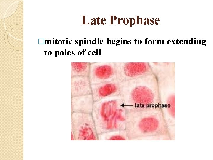 Late Prophase �mitotic spindle begins to form extending to poles of cell 