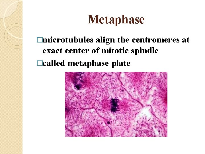 Metaphase �microtubules align the centromeres at exact center of mitotic spindle �called metaphase plate