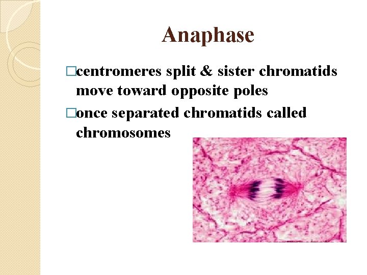 Anaphase �centromeres split & sister chromatids move toward opposite poles �once separated chromatids called