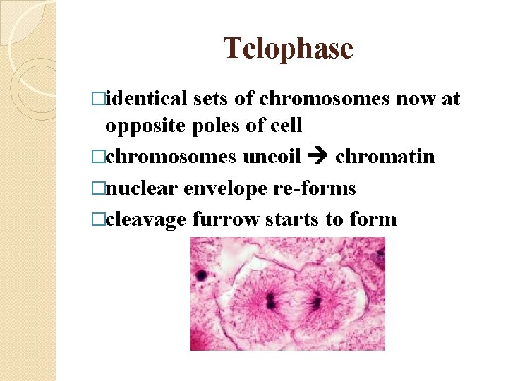 Telophase �identical sets of chromosomes now at opposite poles of cell �chromosomes uncoil chromatin