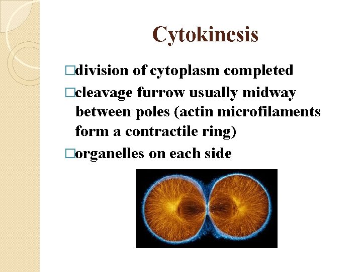 Cytokinesis �division of cytoplasm completed �cleavage furrow usually midway between poles (actin microfilaments form