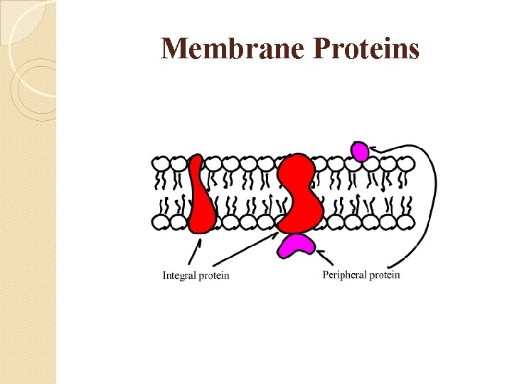 Membrane Proteins 