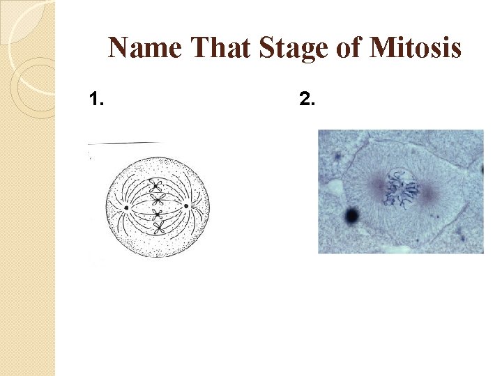 Name That Stage of Mitosis 1. 2. 