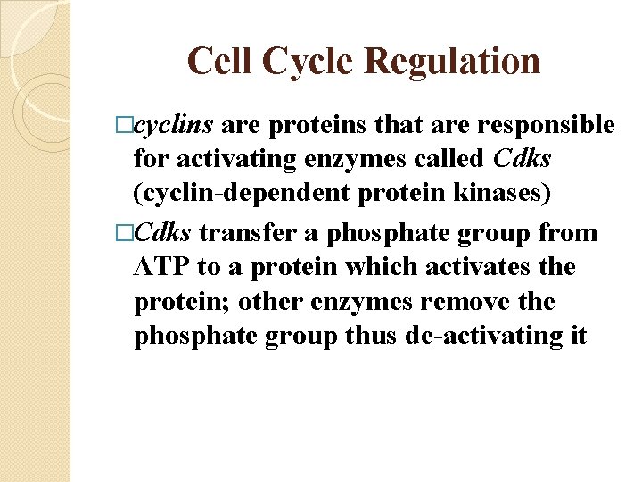 Cell Cycle Regulation �cyclins are proteins that are responsible for activating enzymes called Cdks