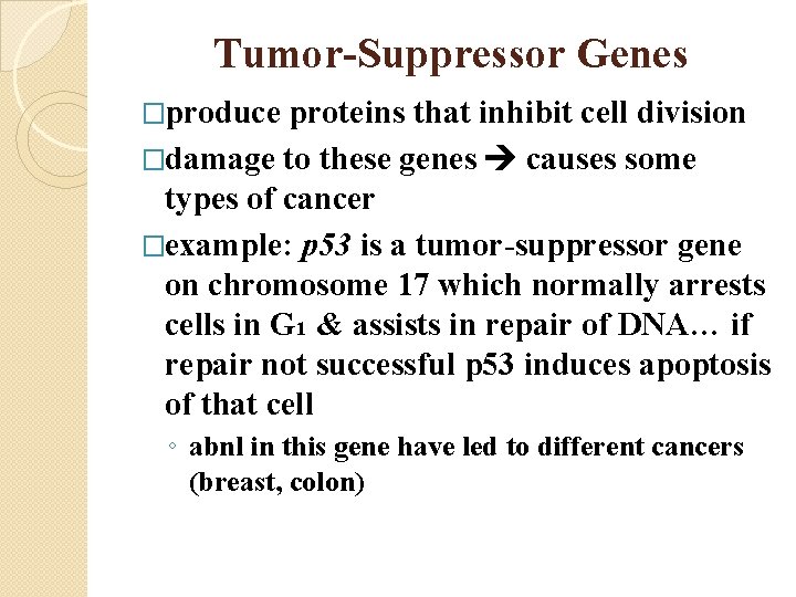 Tumor-Suppressor Genes �produce proteins that inhibit cell division �damage to these genes causes some