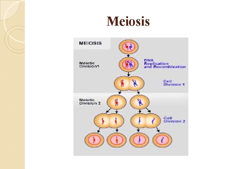 Meiosis 