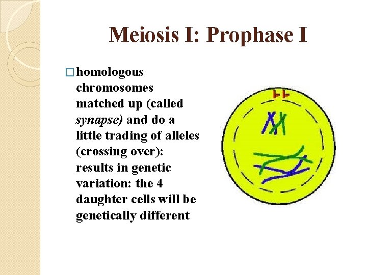 Meiosis I: Prophase I � homologous chromosomes matched up (called synapse) and do a