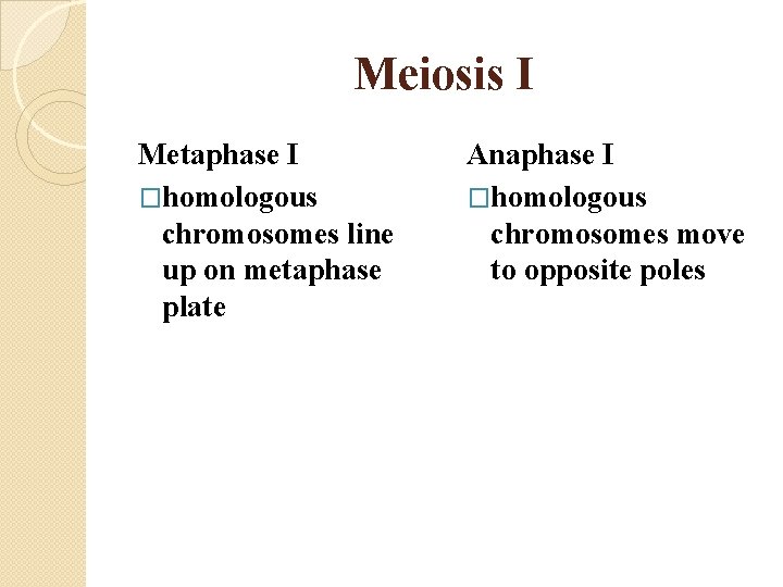 Meiosis I Metaphase I �homologous chromosomes line up on metaphase plate Anaphase I �homologous