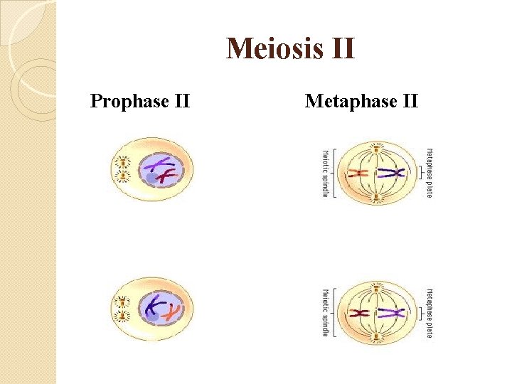 Meiosis II Prophase II Metaphase II 