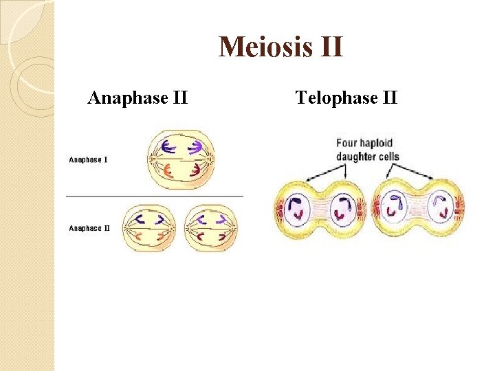 Meiosis II Anaphase II Telophase II 
