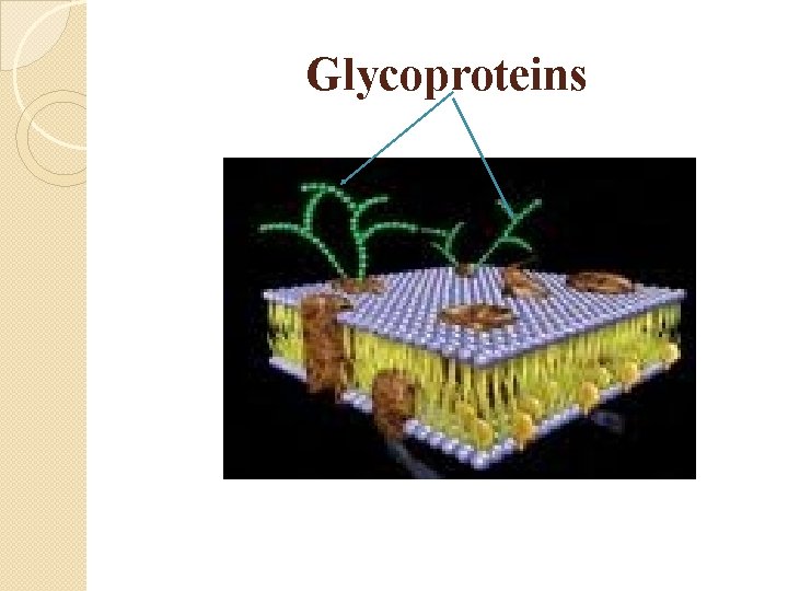 Glycoproteins 