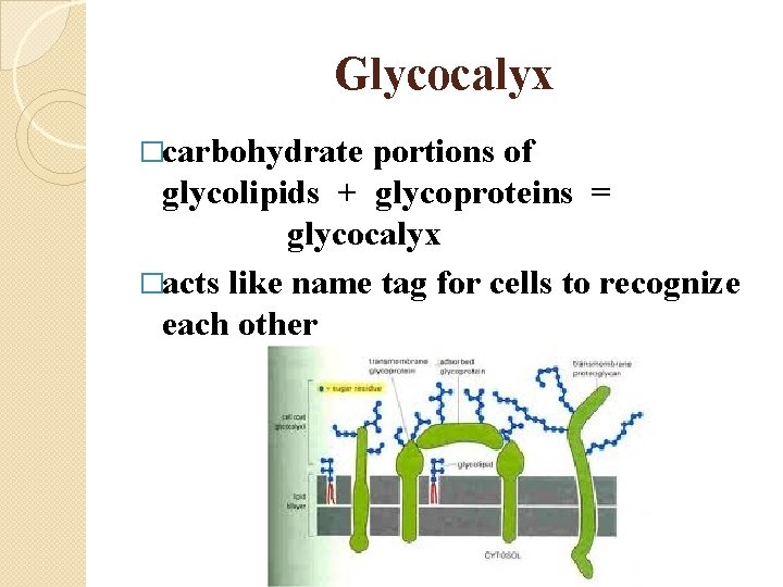 Glycocalyx �carbohydrate portions of glycolipids + glycoproteins = glycocalyx �acts like name tag for