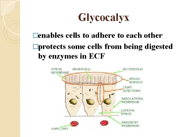 Glycocalyx �enables cells to adhere to each other �protects some cells from being digested