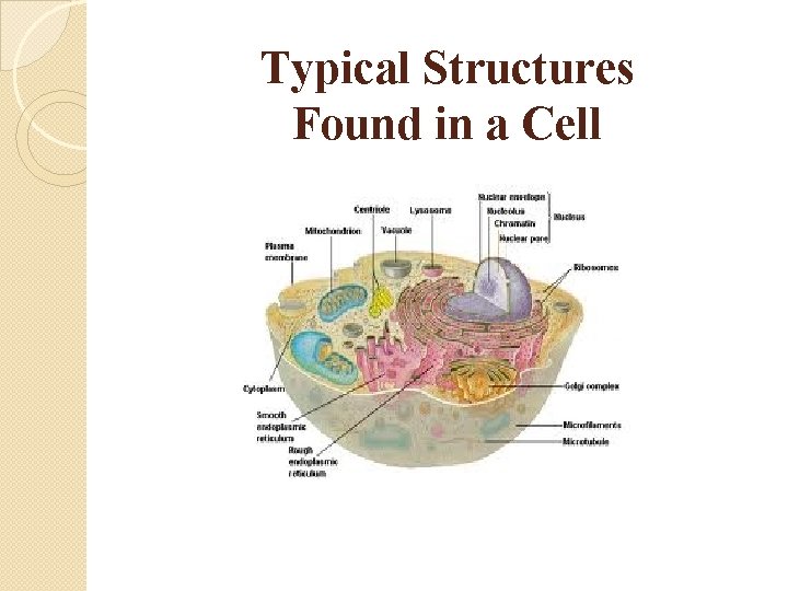 Typical Structures Found in a Cell 