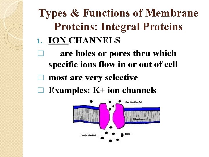 Types & Functions of Membrane Proteins: Integral Proteins ION CHANNELS � are holes or