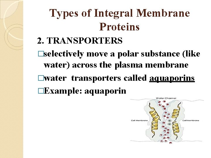 Types of Integral Membrane Proteins 2. TRANSPORTERS �selectively move a polar substance (like water)