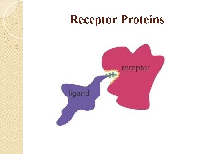Receptor Proteins 