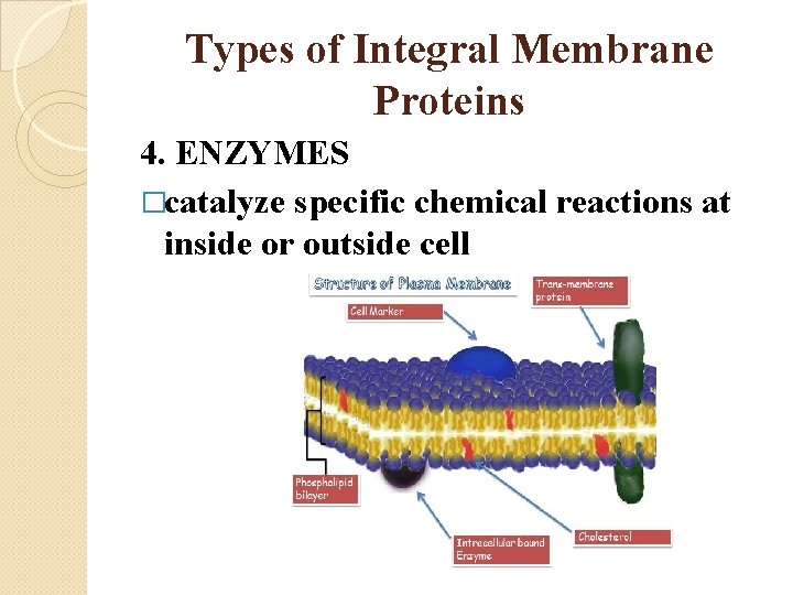 Types of Integral Membrane Proteins 4. ENZYMES �catalyze specific chemical reactions at inside or