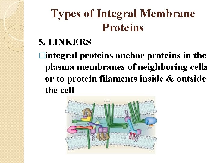 Types of Integral Membrane Proteins 5. LINKERS �integral proteins anchor proteins in the plasma