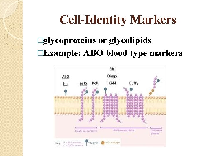 Cell-Identity Markers �glycoproteins or glycolipids �Example: ABO blood type markers 